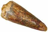 Cretaceous Fossil Crocodylomorph Tooth - Morocco #368168-1